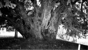 Charlton Marshall Old Yew Tree